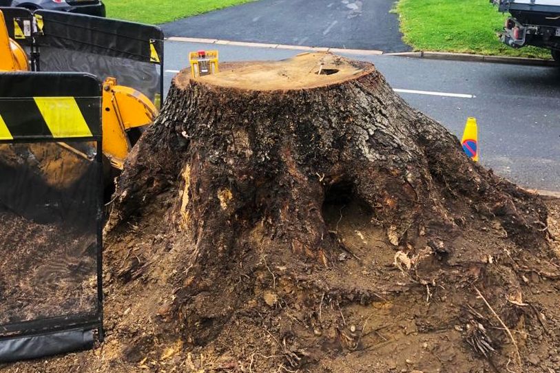 tree stump removal service