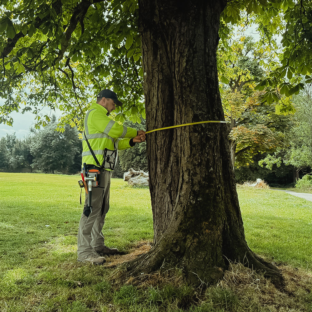 tree surveyor services