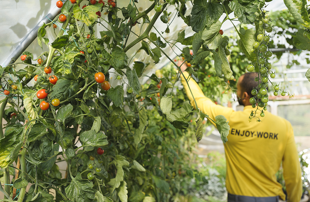 Chiswick Park Kitchen Garden 