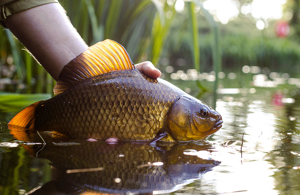 fish stock management services