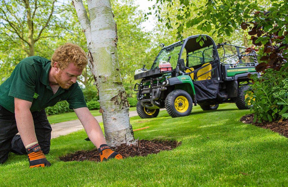 lawn care repair & renovation service