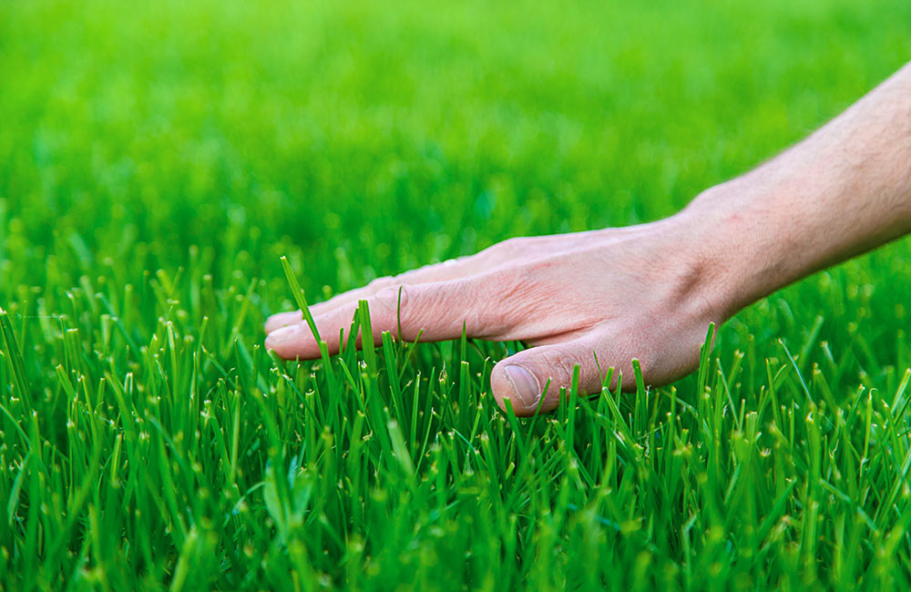 lawn treatment services