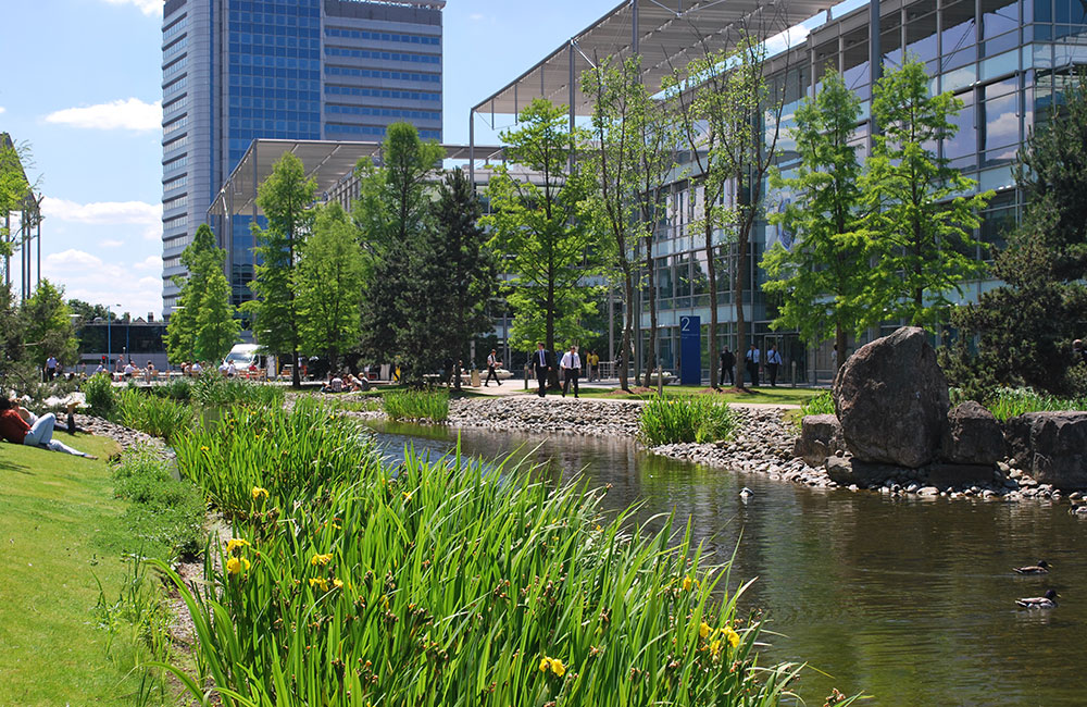 reedbed management services