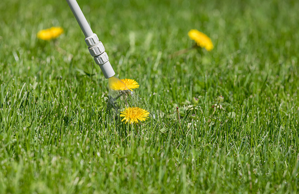 commercial weed & moss control services