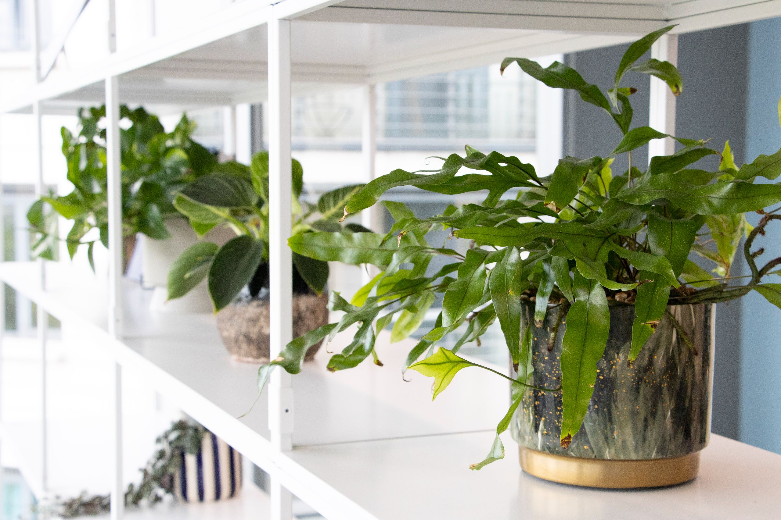 BALI National Landscape Award Plant Display Winner 2025