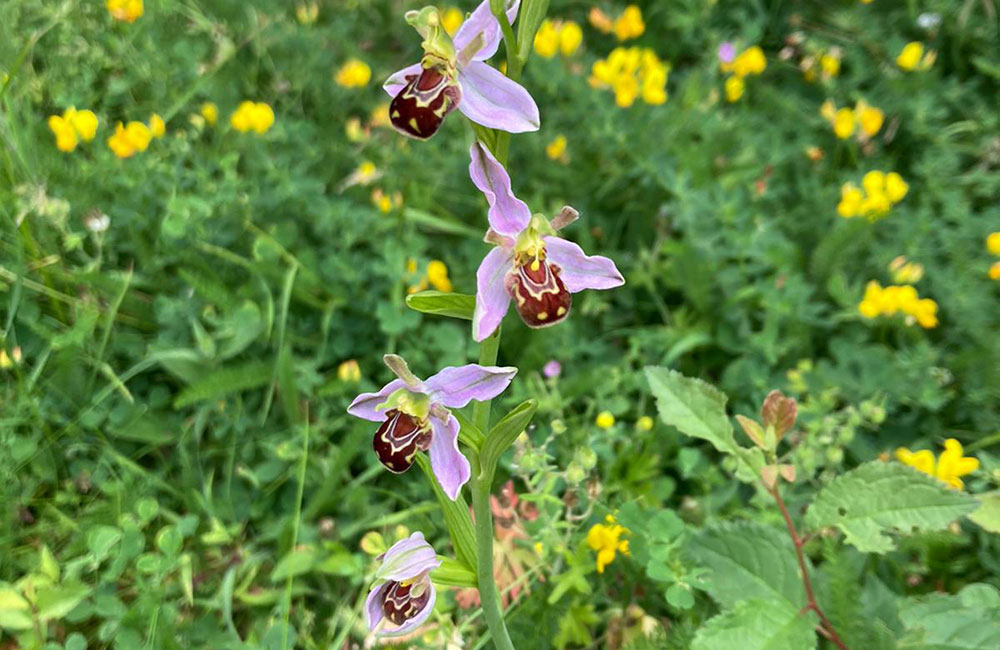 biodiversity action plans