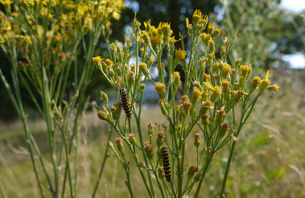 biodiversity assessment reports