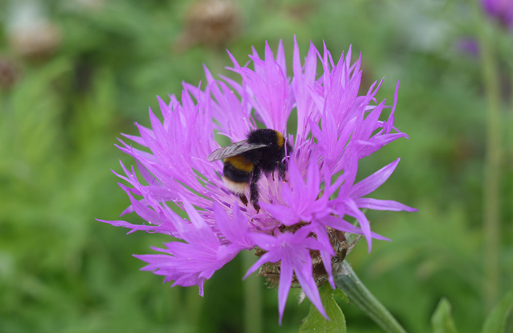 biodiversity net gain mapping