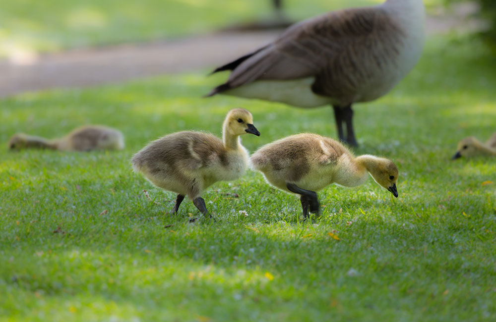 biodiversity surveys