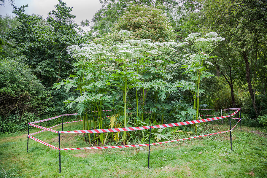 giant hogweed management services