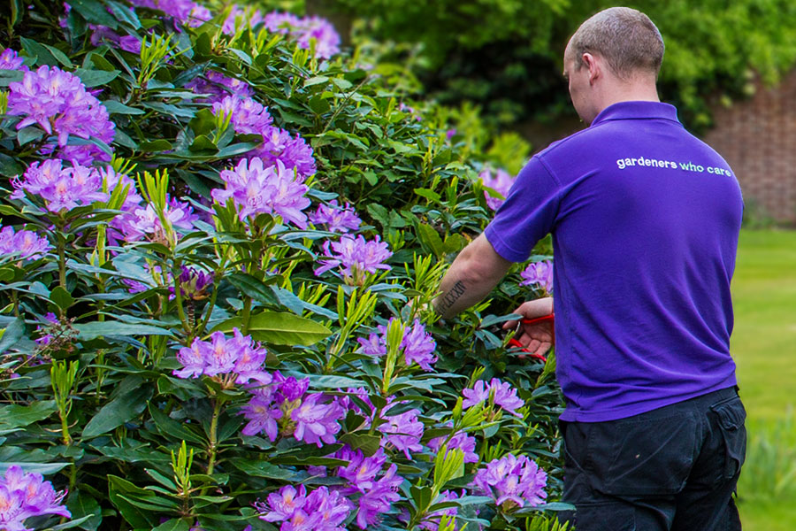hedge pruning services