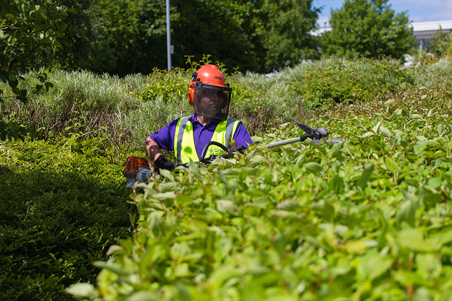 hedge trimming services