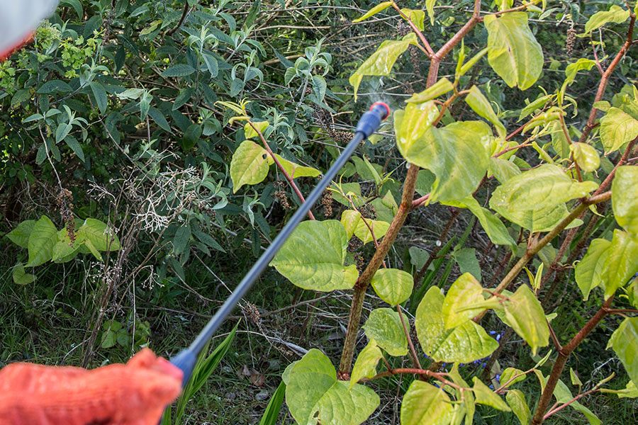japanese knotweed removal and control
