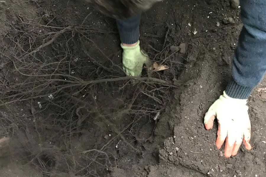 tree root pruning and relocation