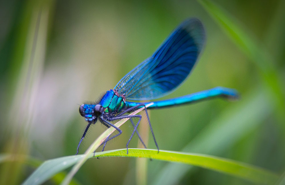 natural pest control