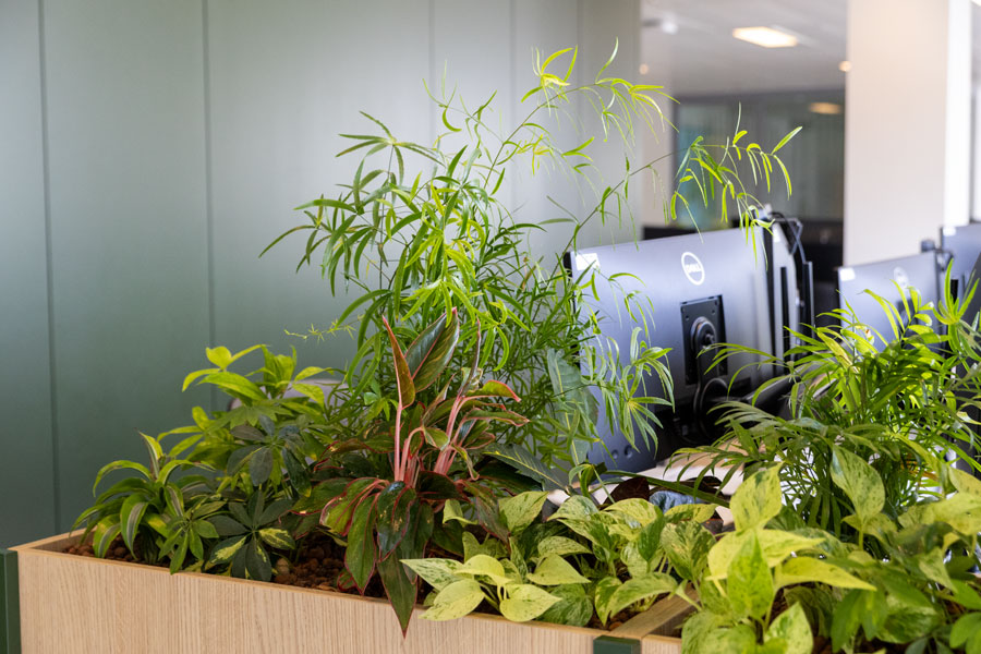 plant through displays for workplaces