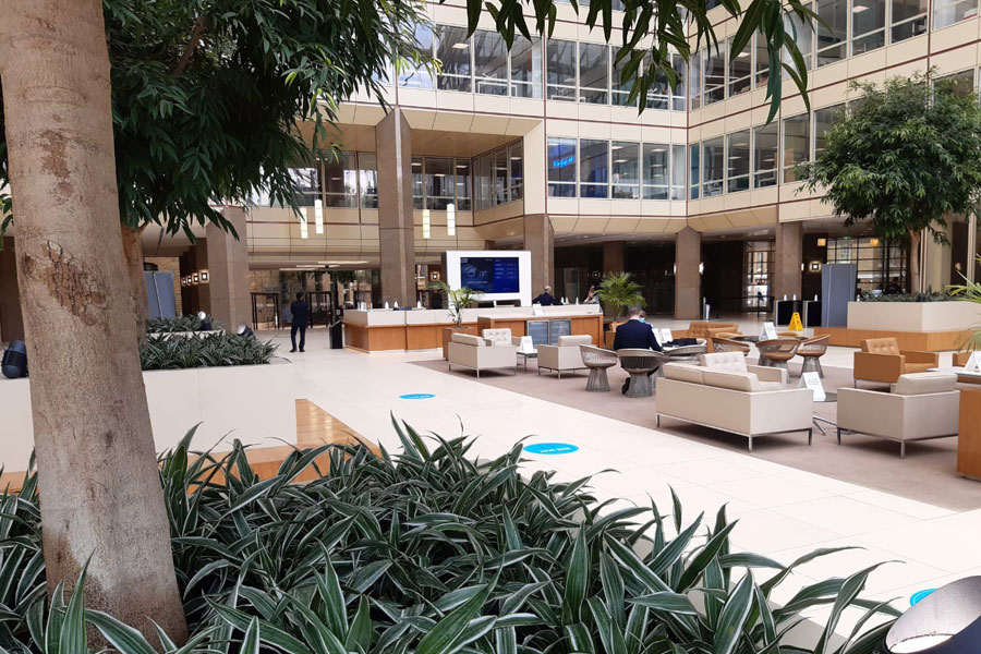 plants for atriums and open spaces