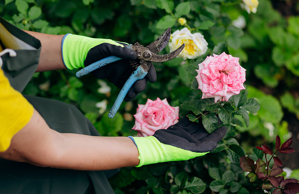 specialist pruning & training services
