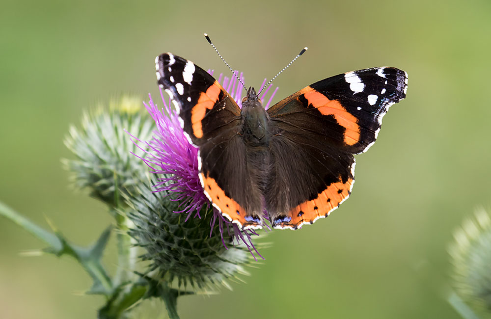 tree planting & pollinator schemes