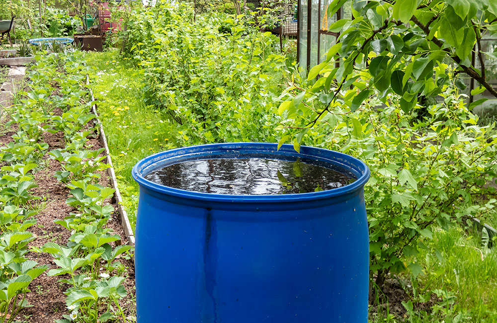 water harvesting