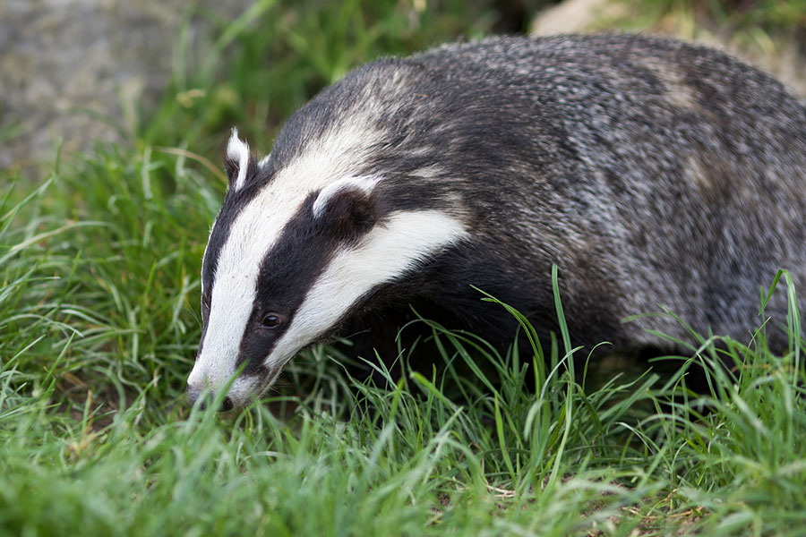 wildlife badger pest control services