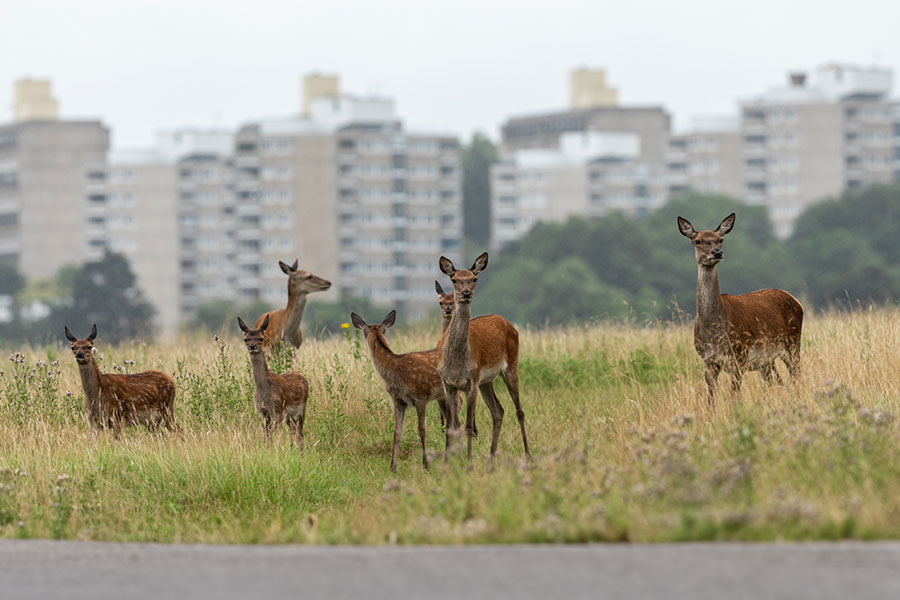 wildlife deer control services