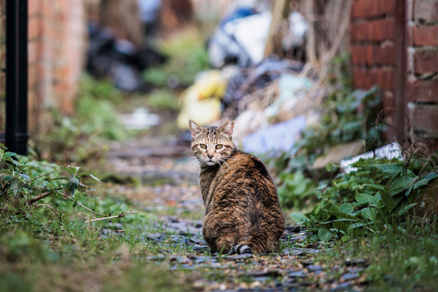 wildlife feral cats pest control services