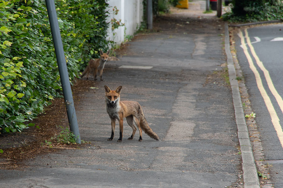 wildlife fox control services