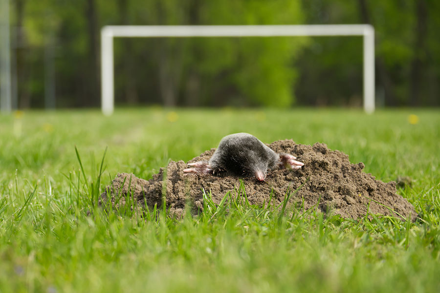 wildlife mole control services