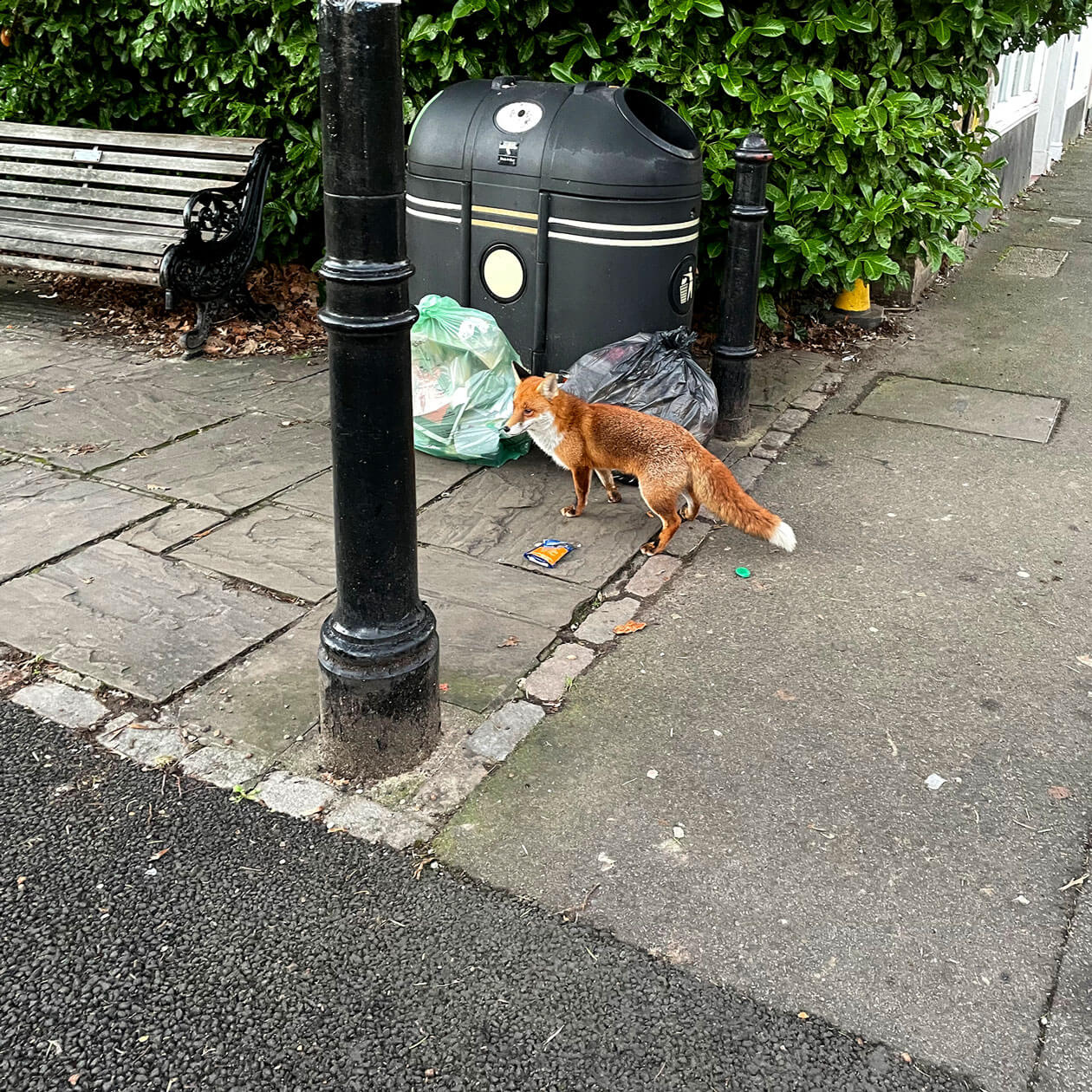 wildlife pest control services