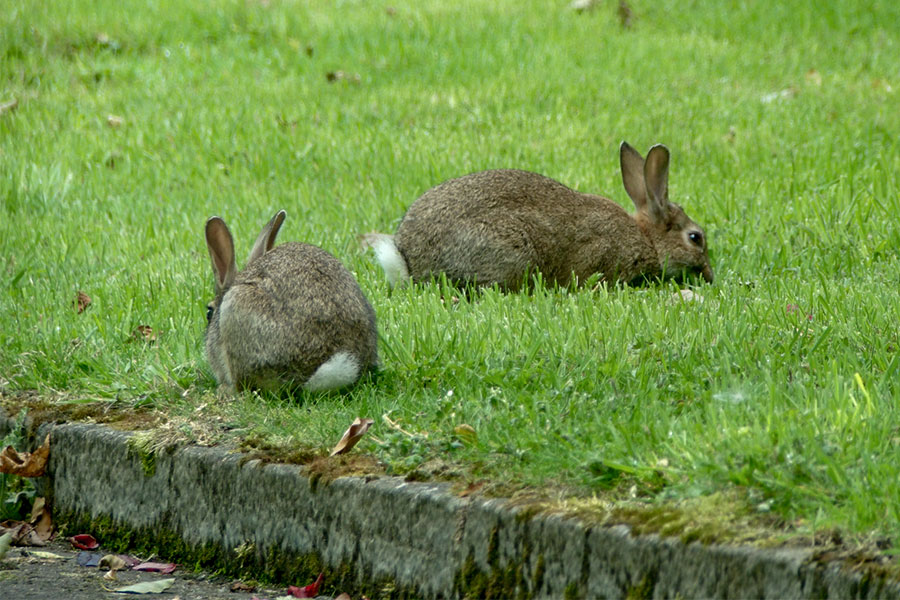 wildlife rabbit pest control