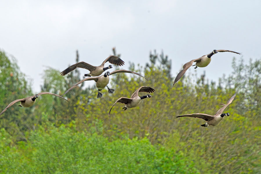 wildlife geese control