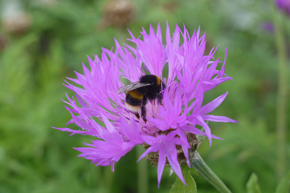 biodiversity net gain mapping