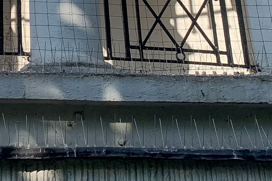 bird spike installation bird proofing services