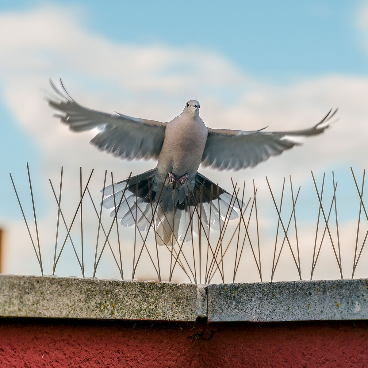 commercial bird proofing services