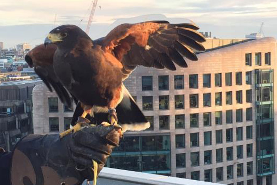 falconry bird proofing