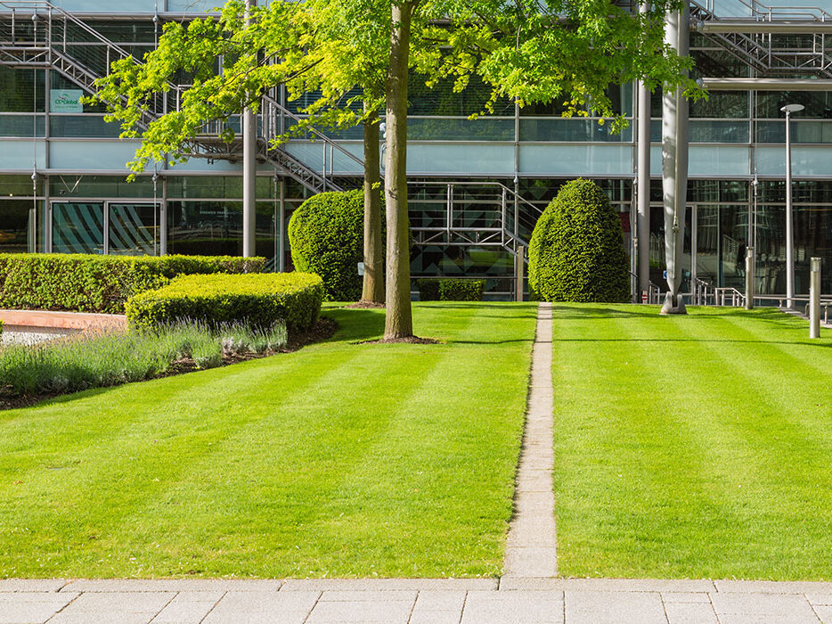 grass & lawn management services