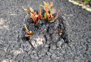 invasive weeds on commercial sites