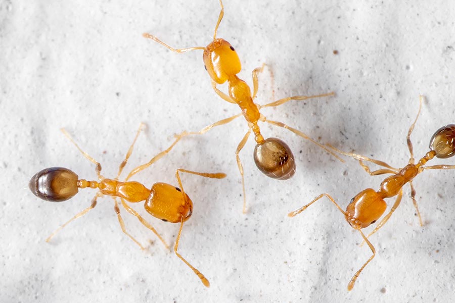 pharaoh ants pest control services
