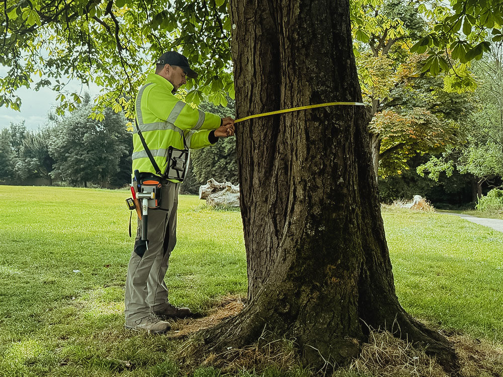 tree surveyor services