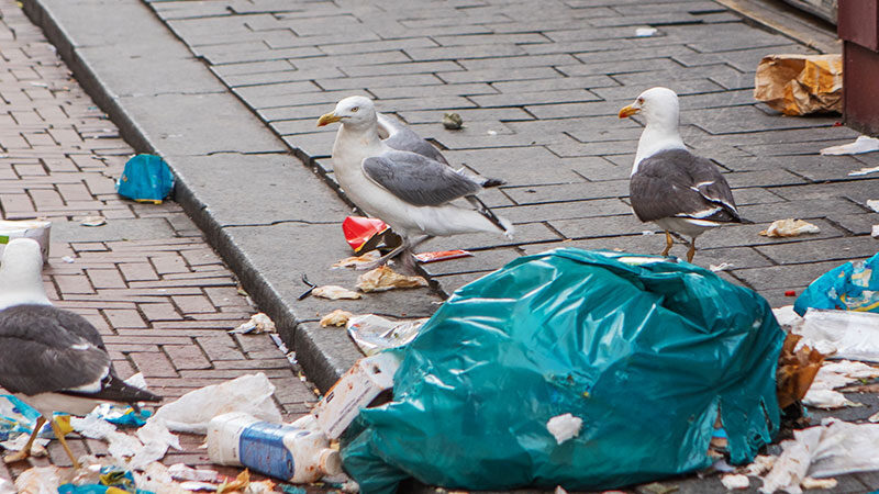 bird control seagulls