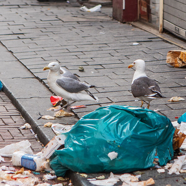 bird control seagulls