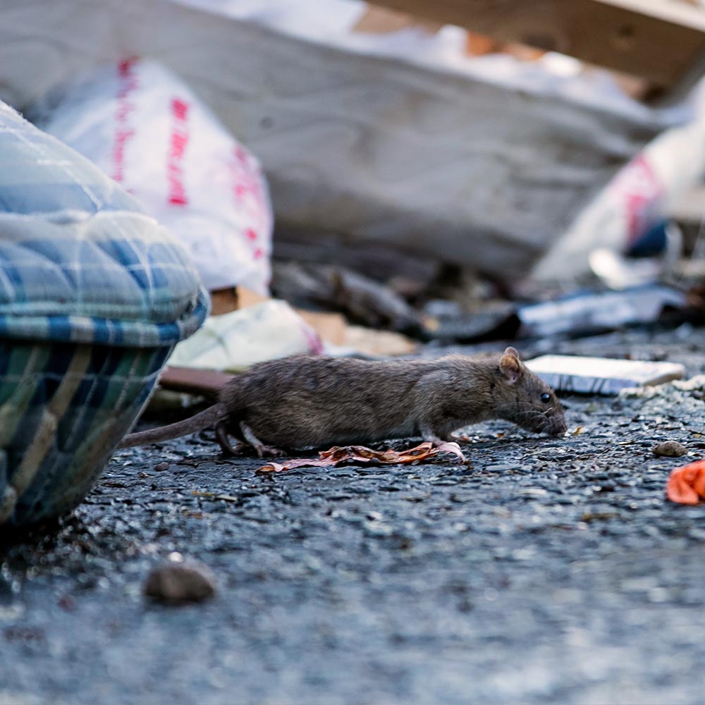 Brown rat moving through rubbish and debris, highlighting the need for professional rat pest control services
