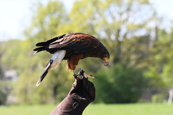 falconry as seagull deterrent