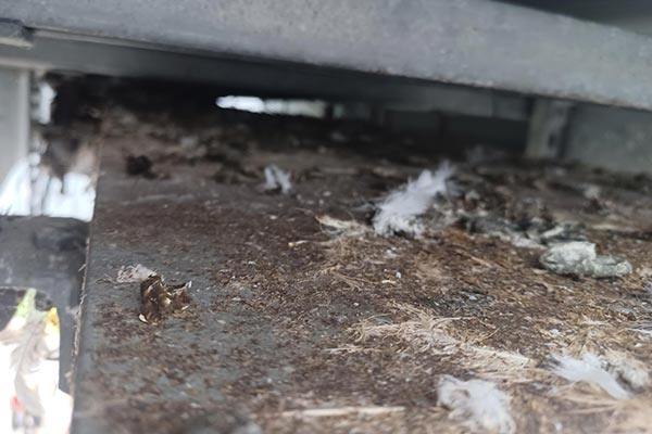 pigeon infestation and droppings on commercial building