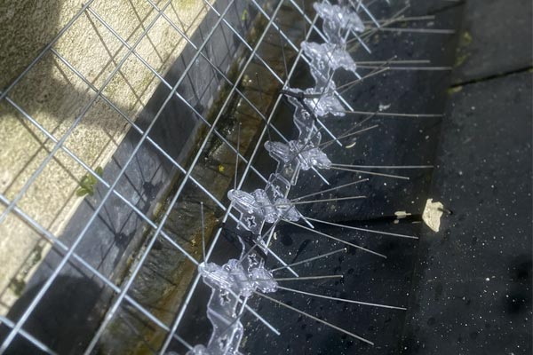 pigeon proofing netting installation