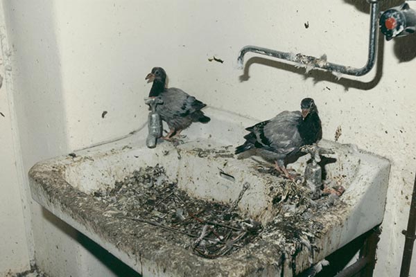 pigeons that need removing from a property