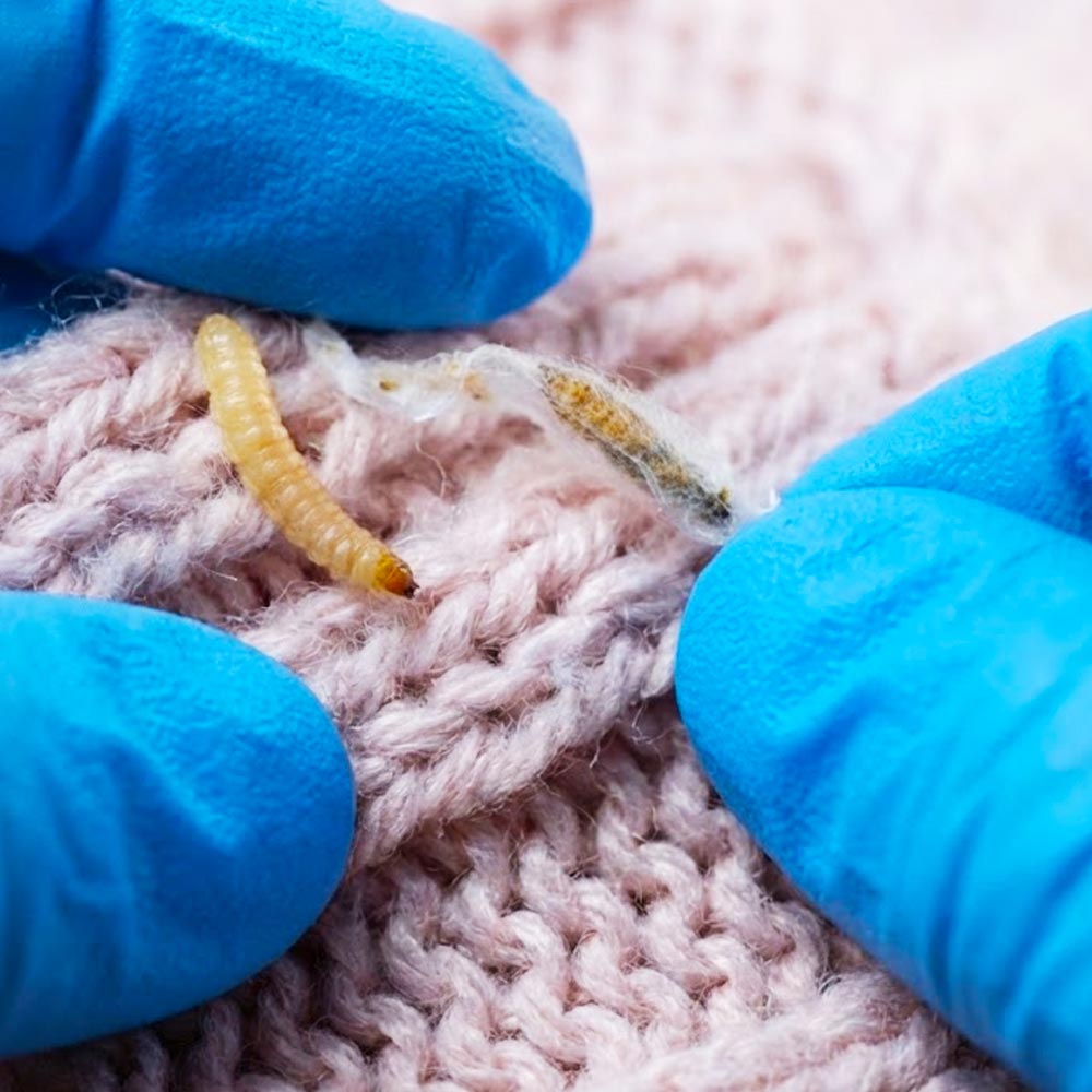 professional textile pest control technician inspecting fabric and looking for signs of textile pest infestation