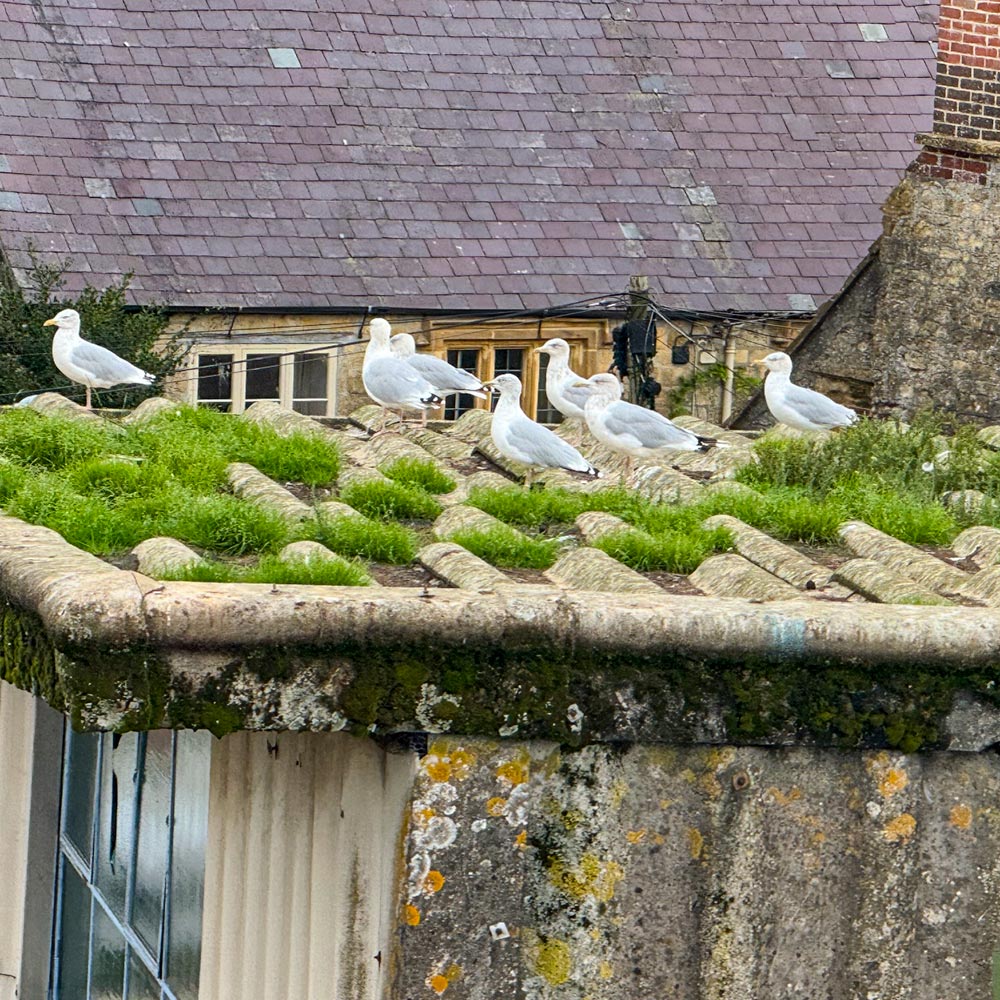 urban seagulls on top of a roof preparing to nest