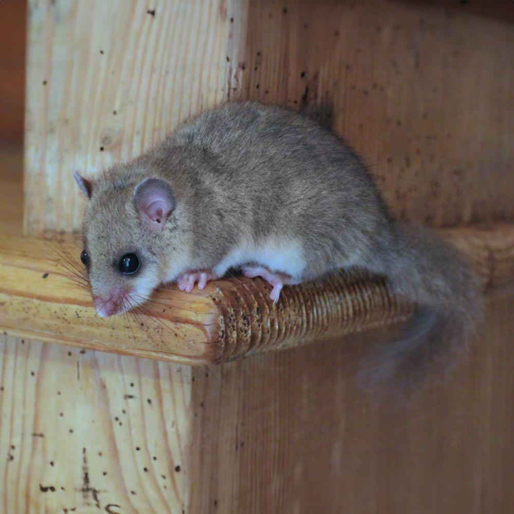 Glis glis edible dormouse in UK loft space